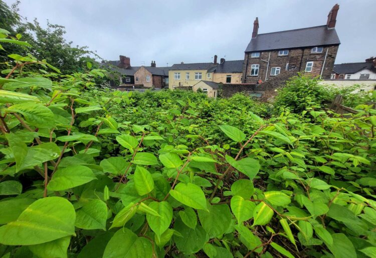 If left unmanaged, knotweed can cause significant damage to buildings.