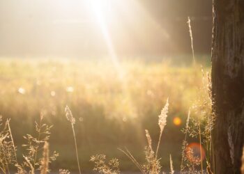 Sunshine is the order of the day for a summer concert in Silchester Picture:Zwaddi on Unsplash