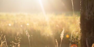 Sunshine is the order of the day for a summer concert in Silchester Picture:Zwaddi on Unsplash