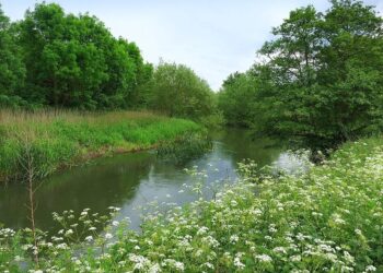 The River Loddon in Lower Earley. Newly-installed waymarkers now signpost the area's Lower Earley Green Corridor Trail. Picture: Des Blenkinsopp via Wikimedia Commons