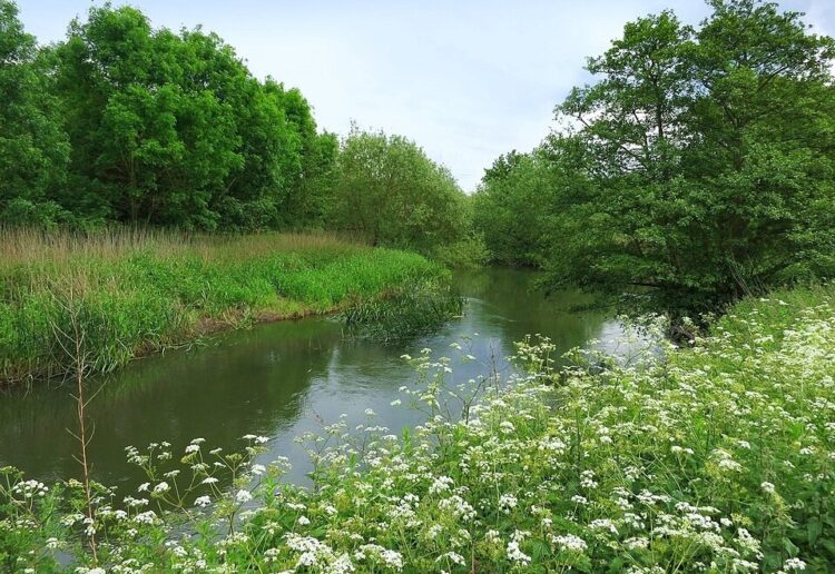 The River Loddon in Lower Earley. Newly-installed waymarkers now signpost the area's Lower Earley Green Corridor Trail. Picture: Des Blenkinsopp via Wikimedia Commons