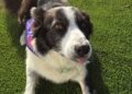Moti is said to be very excited about My Cancer My Choices' fundraising Dog Show. Picture: MCMC