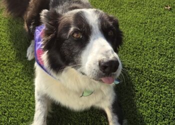 Moti is said to be very excited about My Cancer My Choices' fundraising Dog Show. Picture: MCMC