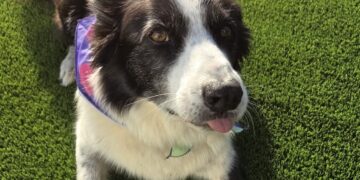 Moti is said to be very excited about My Cancer My Choices' fundraising Dog Show. Picture: MCMC