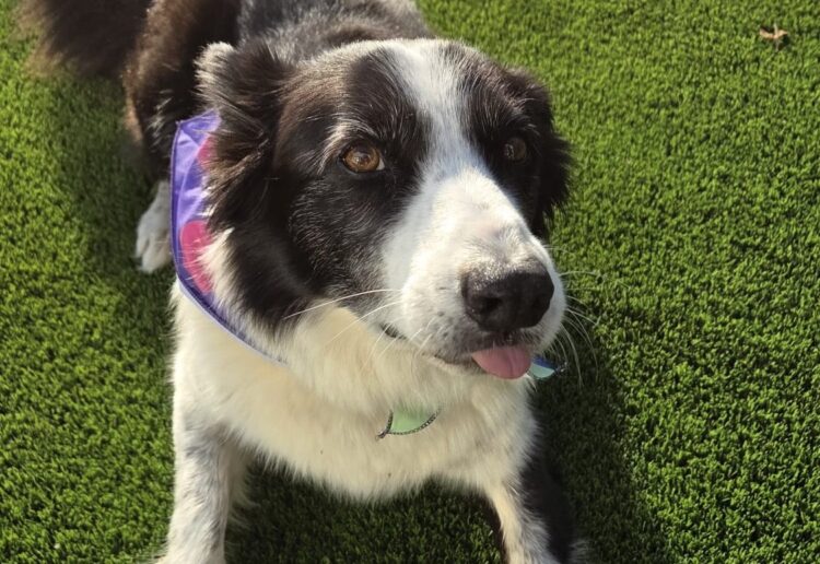 Moti is said to be very excited about My Cancer My Choices' fundraising Dog Show. Picture: MCMC