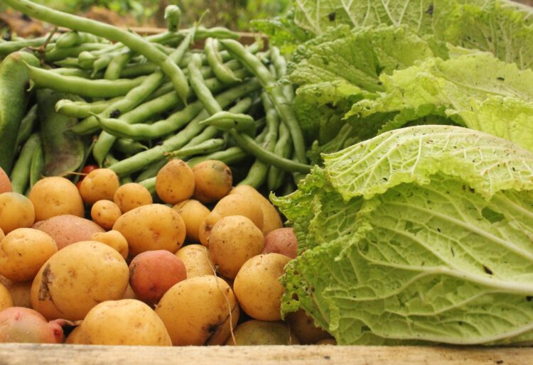 Wokingham in Bloom volunteers enjoyed bringing in a harvest at Westende Junior garden. Picture: Tuoc Chu via Pixabay
