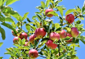 Could your child get their own tree? New Shinfield community garden launches