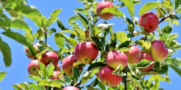 Families can apply to plant a tree in a Shinfield garden to celebrate a child's birth or adoption. Picture: Ralph via Pixabay