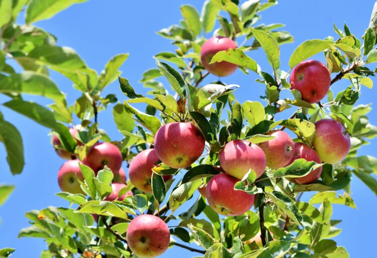 Families can apply to plant a tree in a Shinfield garden to celebrate a child's birth or adoption. Picture: Ralph via Pixabay