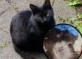 RSPCA are appealing for information