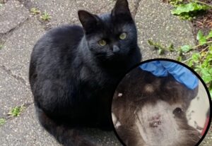 RSPCA appeals after cat is shot with airgun in village near Reading