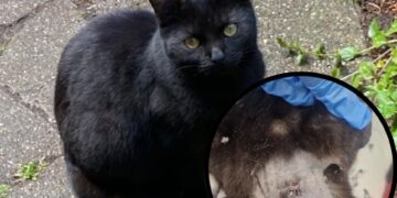 RSPCA are appealing for information