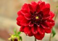 California Gardeners Club members will present their flowers and produce despite this summer's drought. Picture: Congerdesign via Pixabay