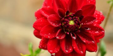 California Gardeners Club members will present their flowers and produce despite this summer's drought. Picture: Congerdesign via Pixabay