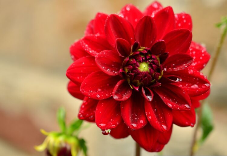 California Gardeners Club members will present their flowers and produce despite this summer's drought. Picture: Congerdesign via Pixabay